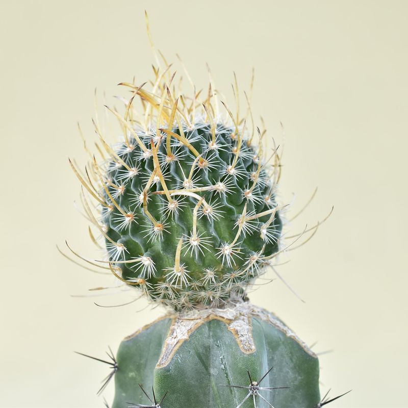 Echinofossulocactus Erectrocentrus (Very Long Spine Cv.)
