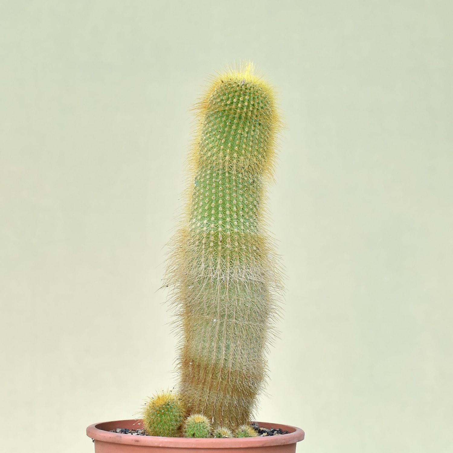 Notocactus leninghausii syn Eriocactus leninghausii