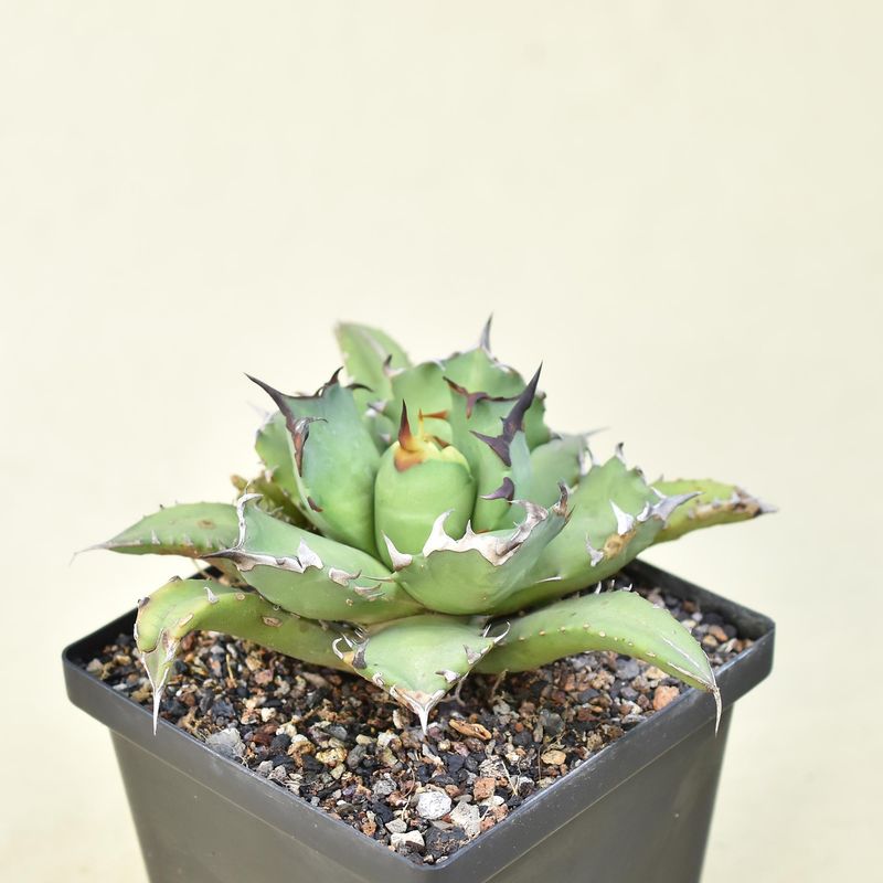 Agave Titonata Narrow leaf