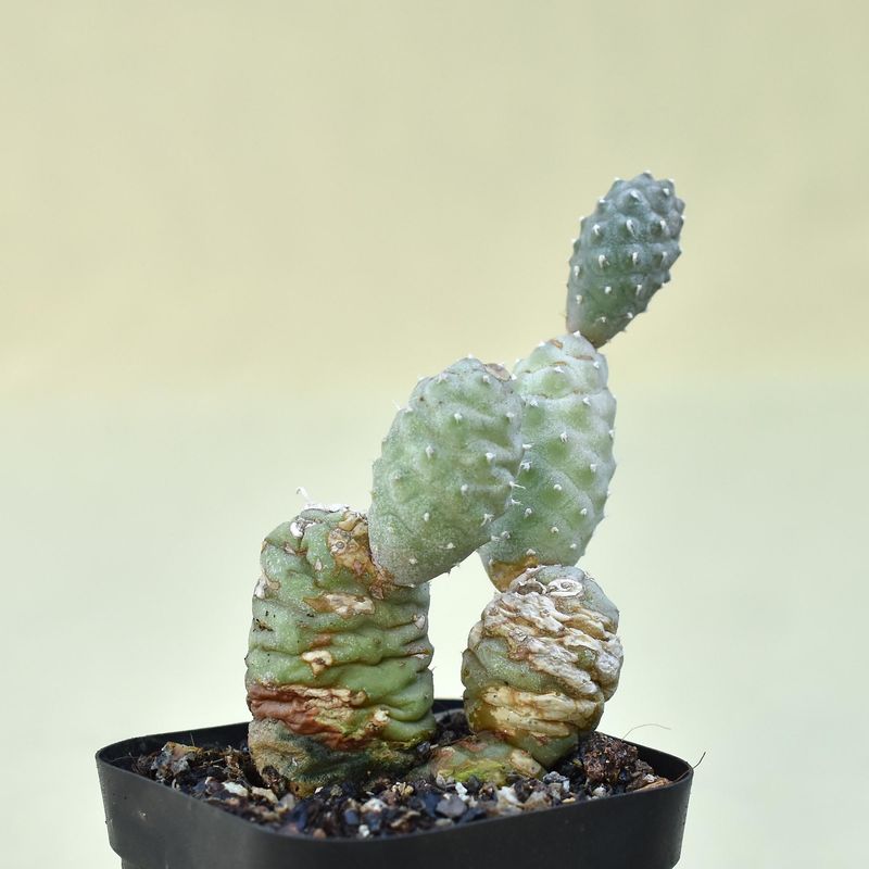 Tephrocactus Articulatus var. Diadematus forma Inermis