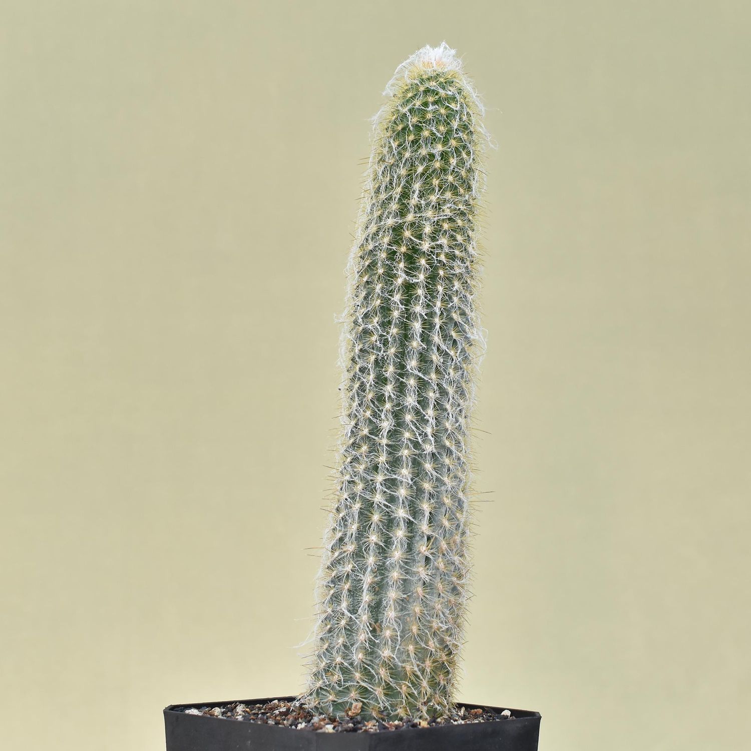 Espostoa melanostele