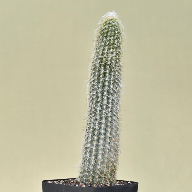 Espostoa melanostele