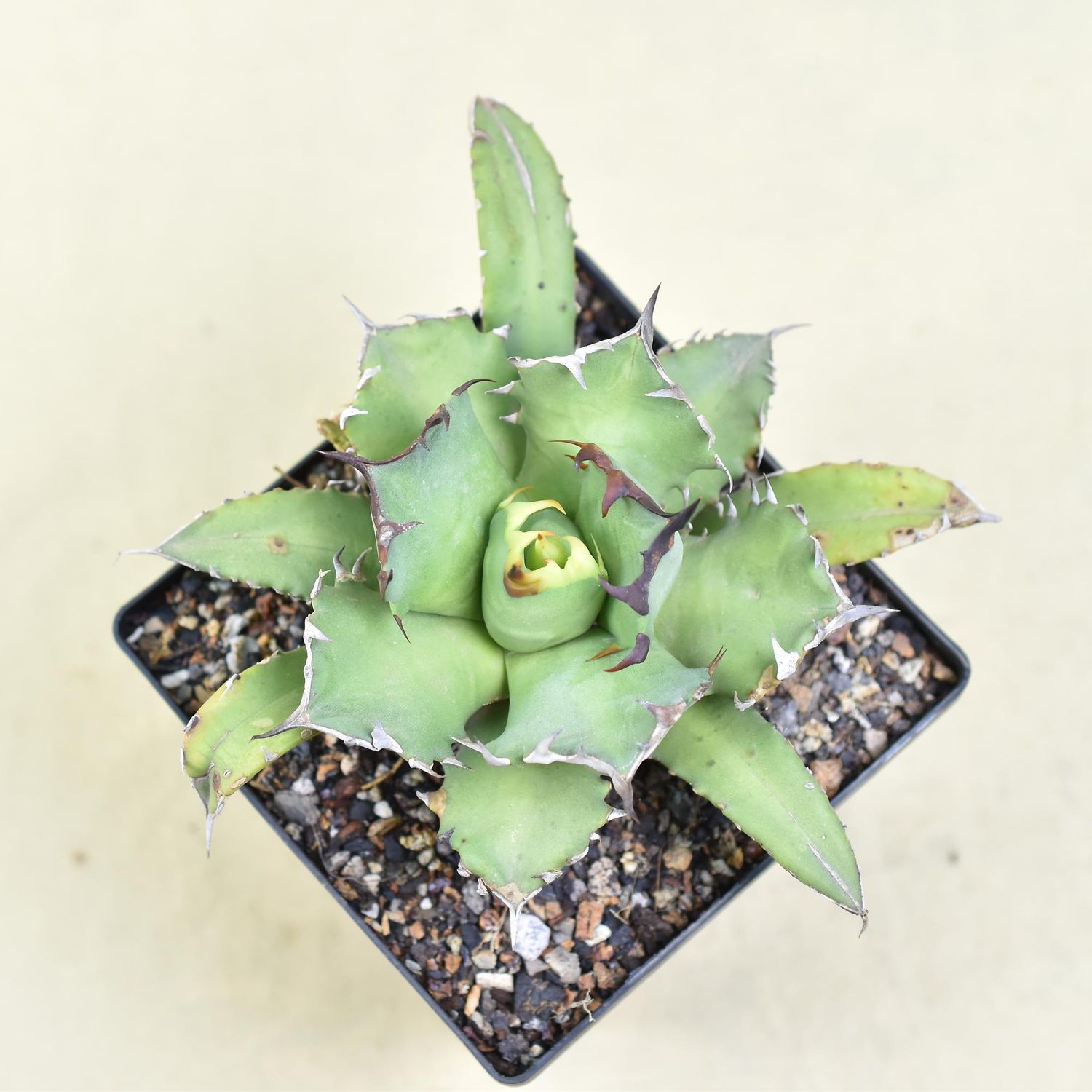 Agave Titonata Narrow leaf