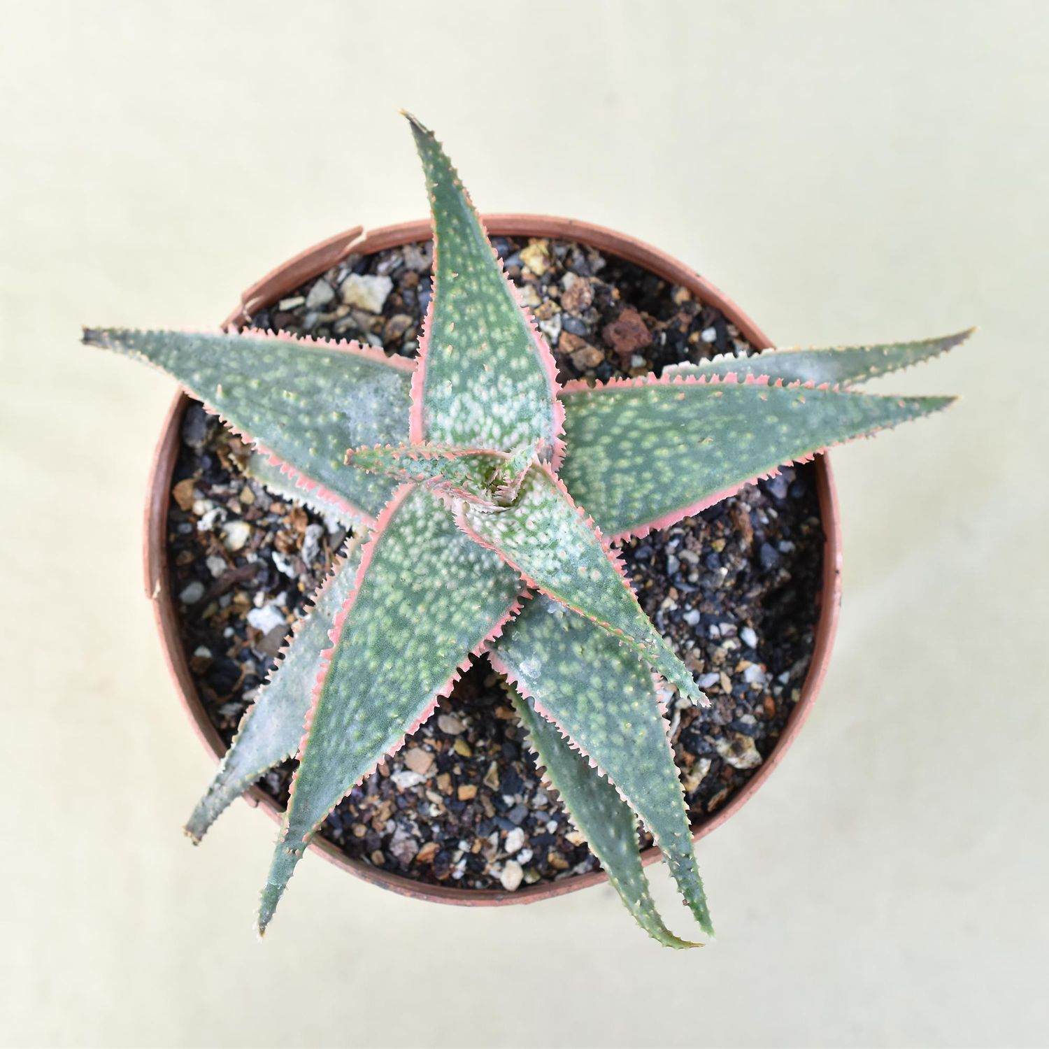 Aloe 'Green Sand'