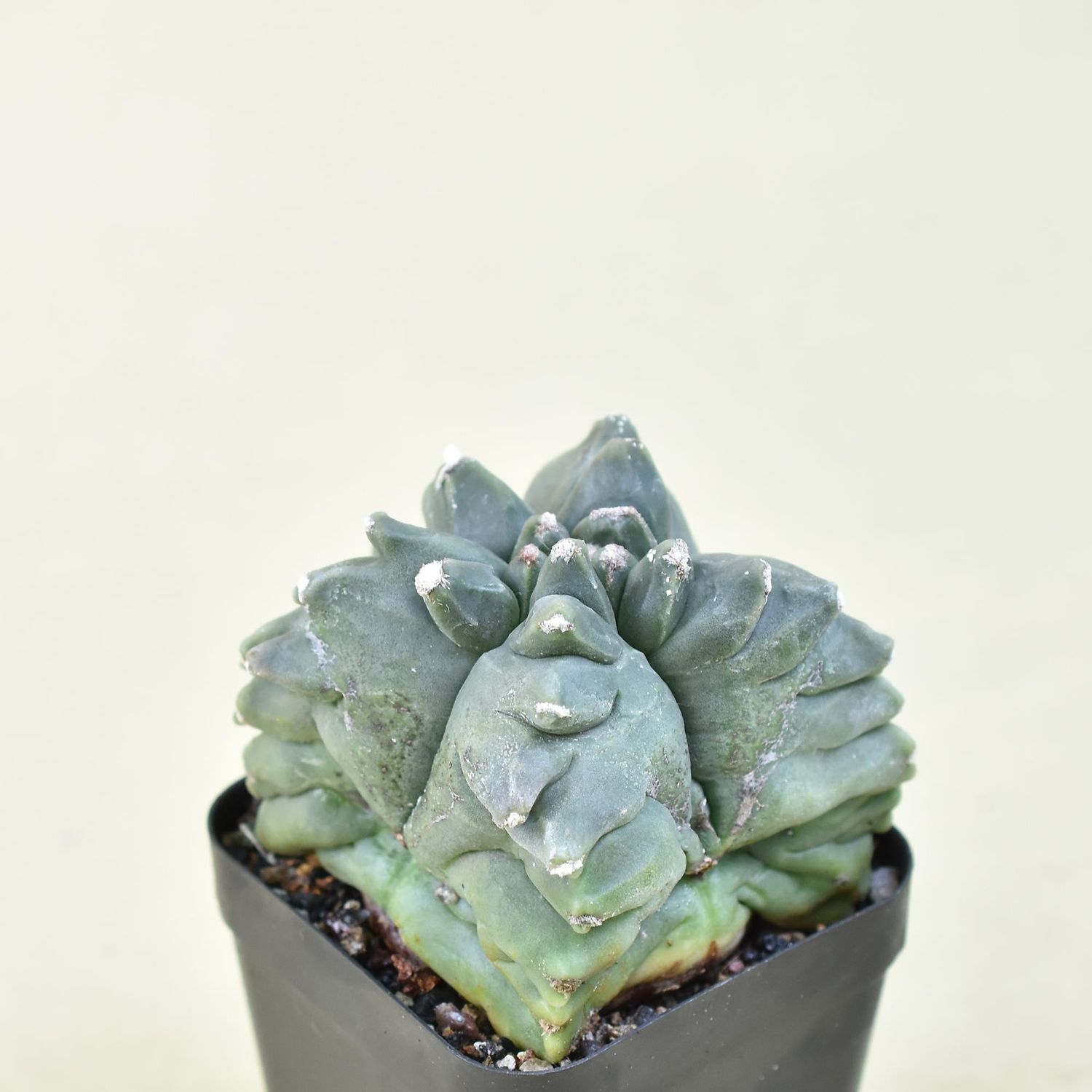 Astrophytum Myriostigma cv Kikko