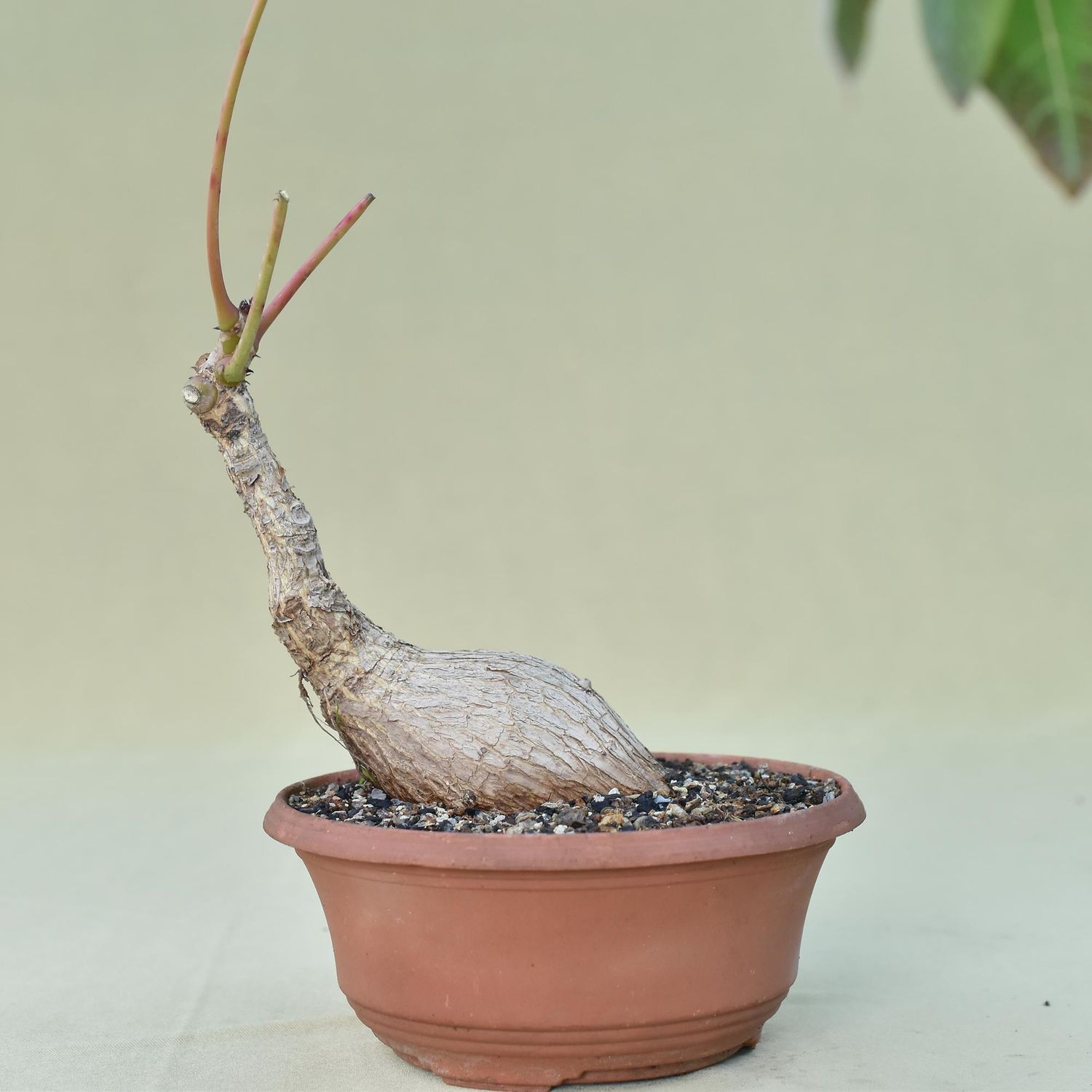 Phyllanthus mirabilis