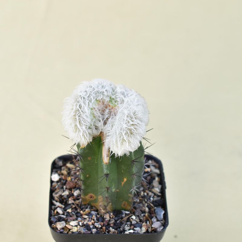 Echinocereus nivosus crest