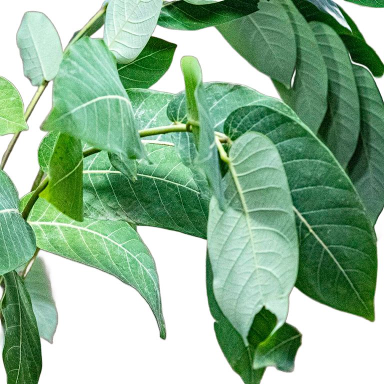 Phyllanthus mirabilis