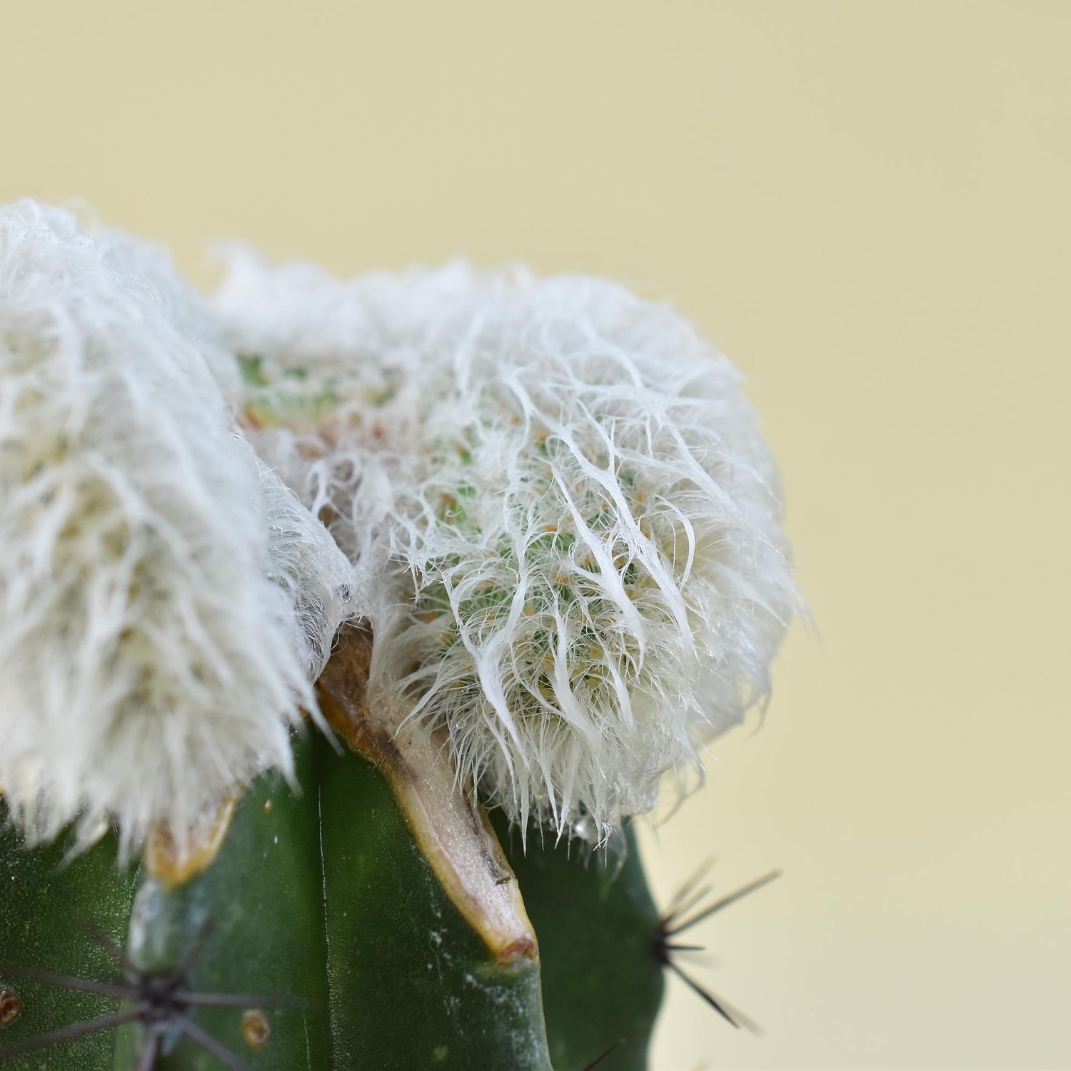 Echinocereus nivosus crest