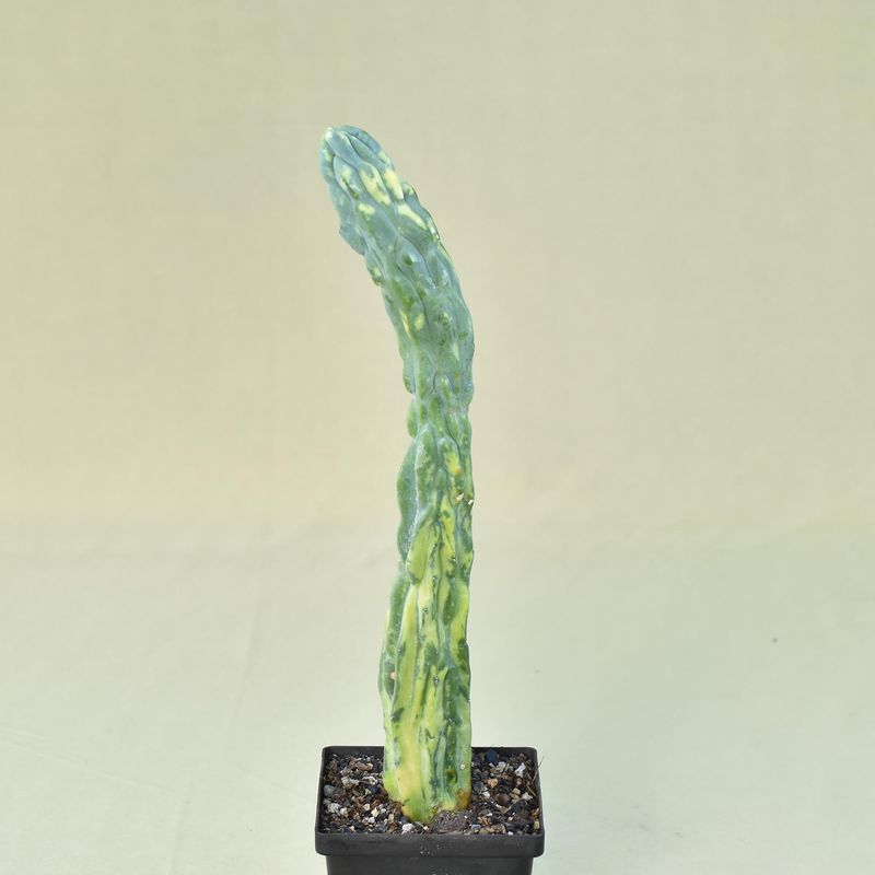 Myrtillocactus geometerizans variegated (Columnar )