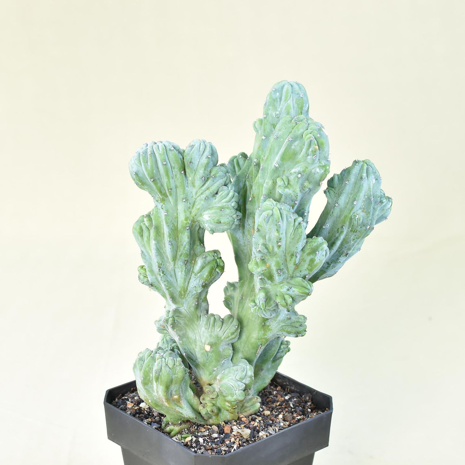 Myrtillocactus Geometrizans Forma Crest