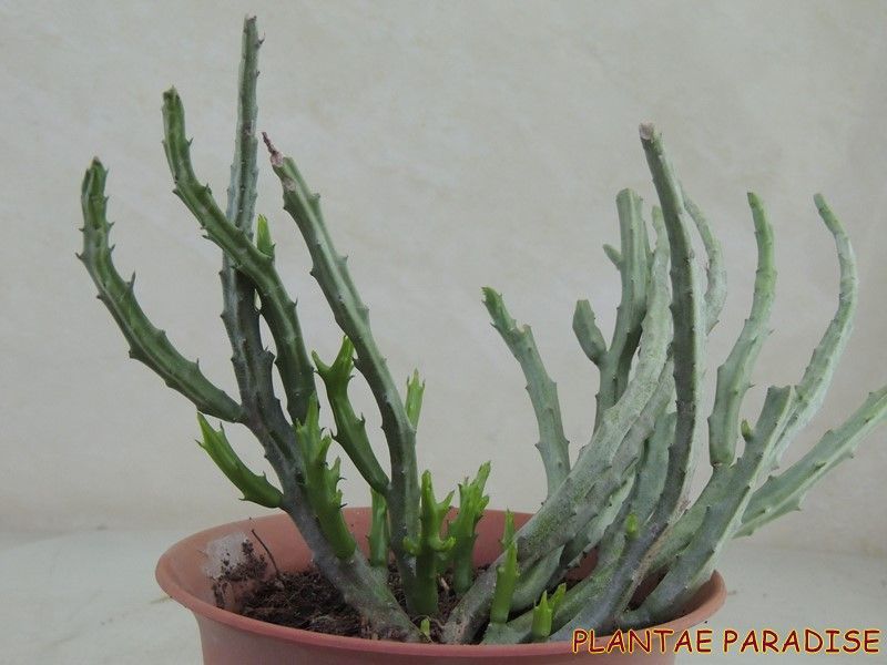 Caralluma adscendens