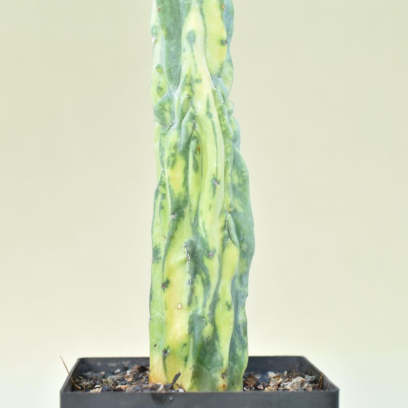 Myrtillocactus geometerizans variegated (Columnar ) Myrtillocactus geometerizans variegated (Columnar )