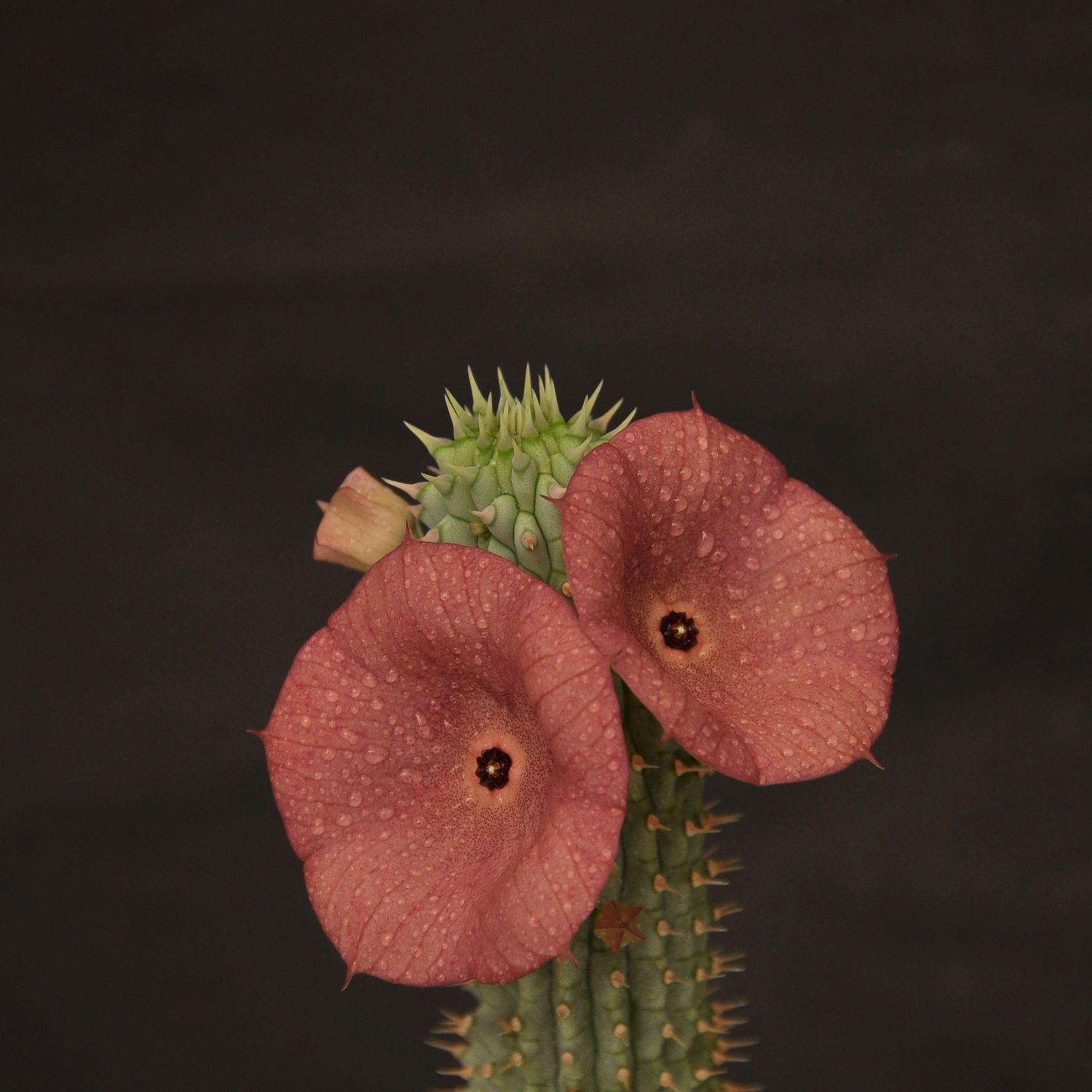 Hoodia gordonii