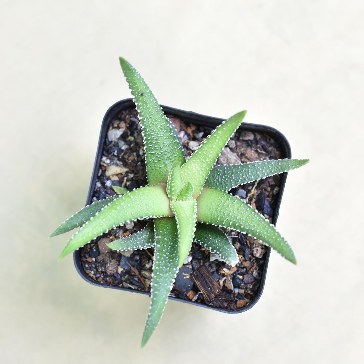 Haworthia  attenuata 'Enon'