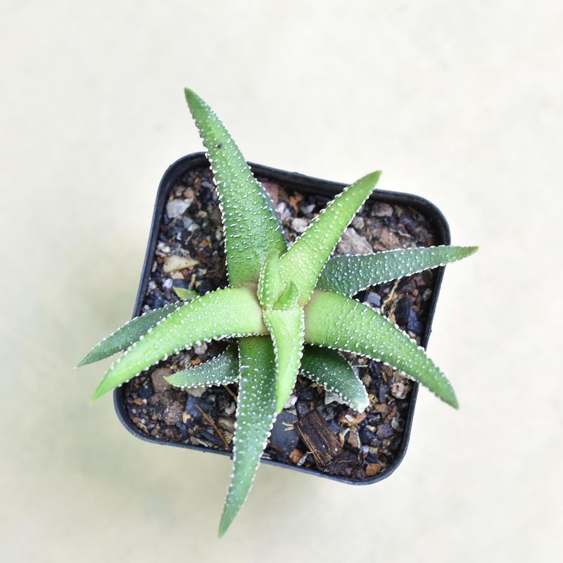 Haworthia  attenuata 'Enon'