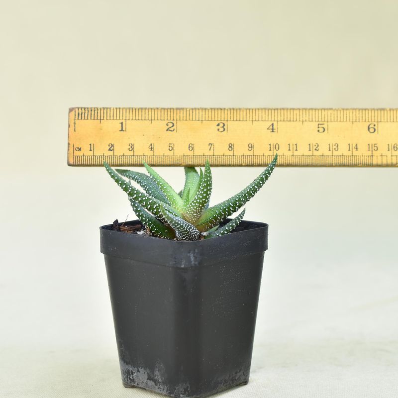 Haworthia attenuata 'Enon'