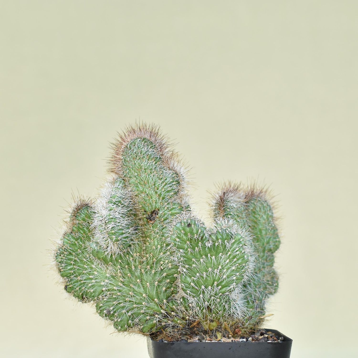 Nyctocereus Serpentinus f. Crest