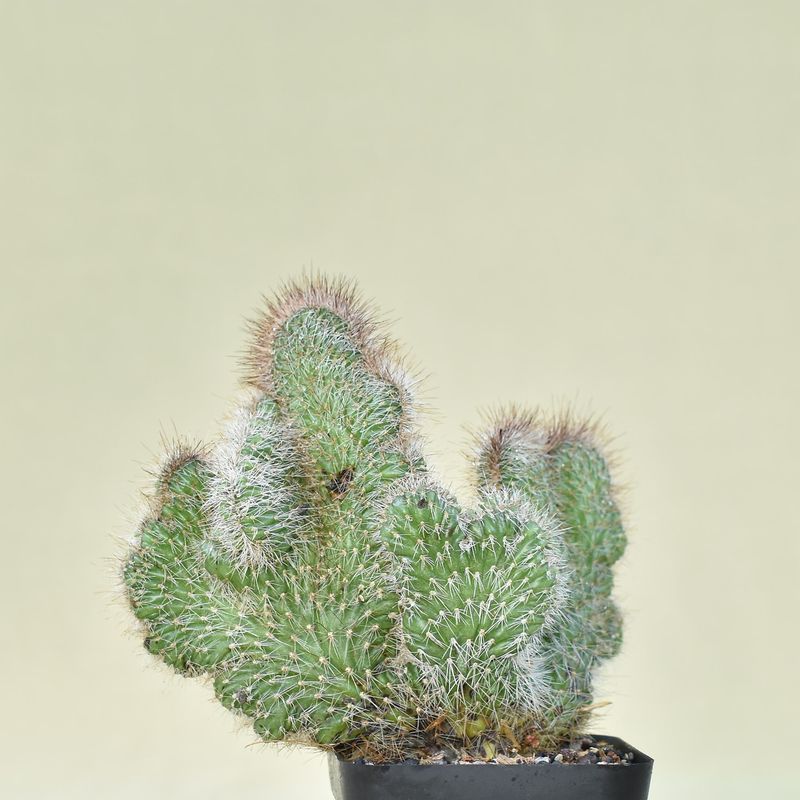 Nyctocereus Serpentinus f. Crest