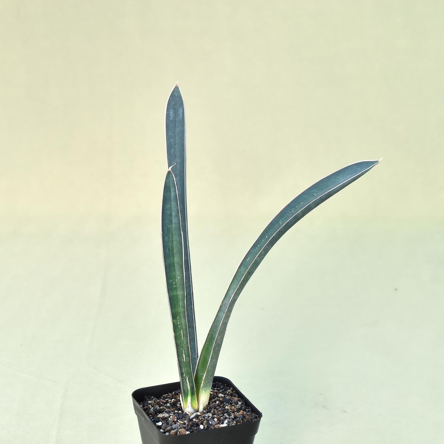 Sansevieria hallii bat