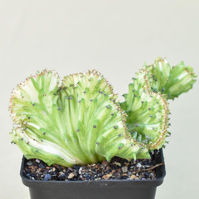 Euphorbia lactea mint variegation crest Rooted