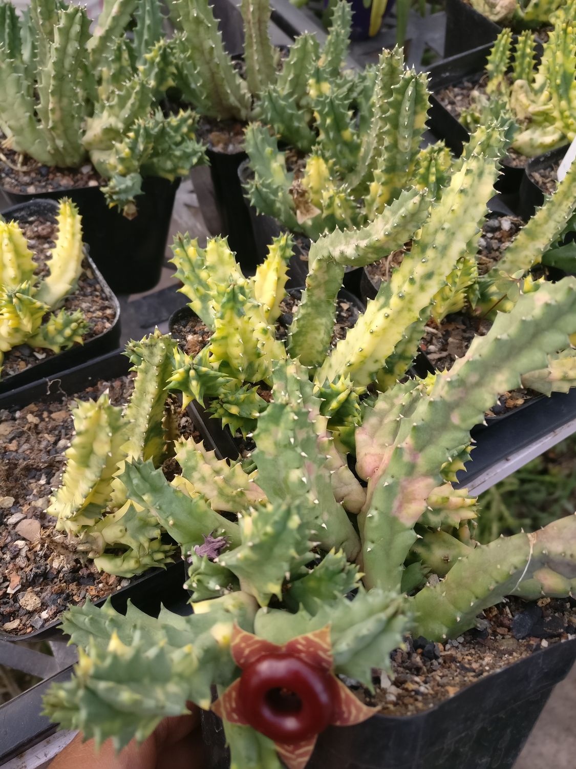 Heurnia zebrina insigniflora variegated