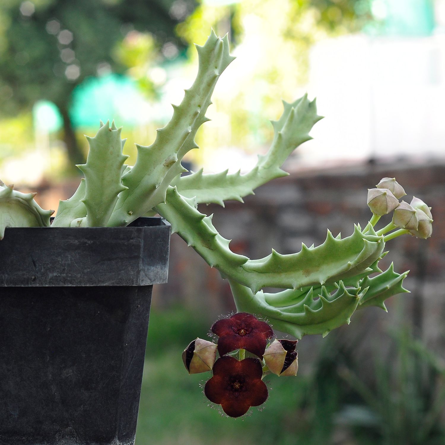 Orbea melanantha