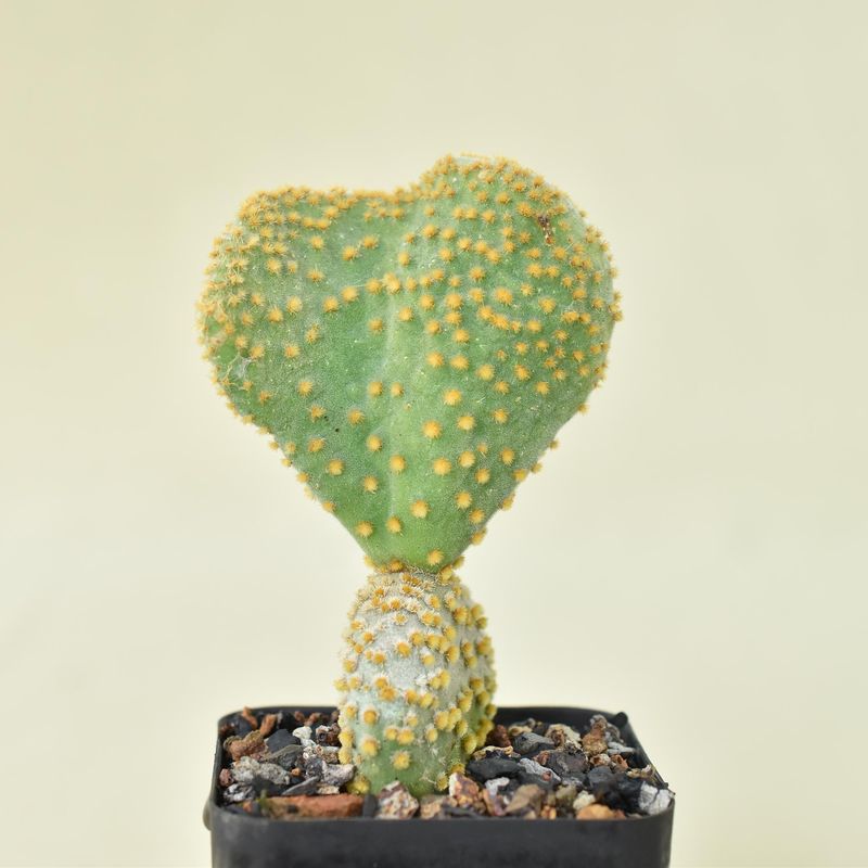 Opuntia microdasys Crest