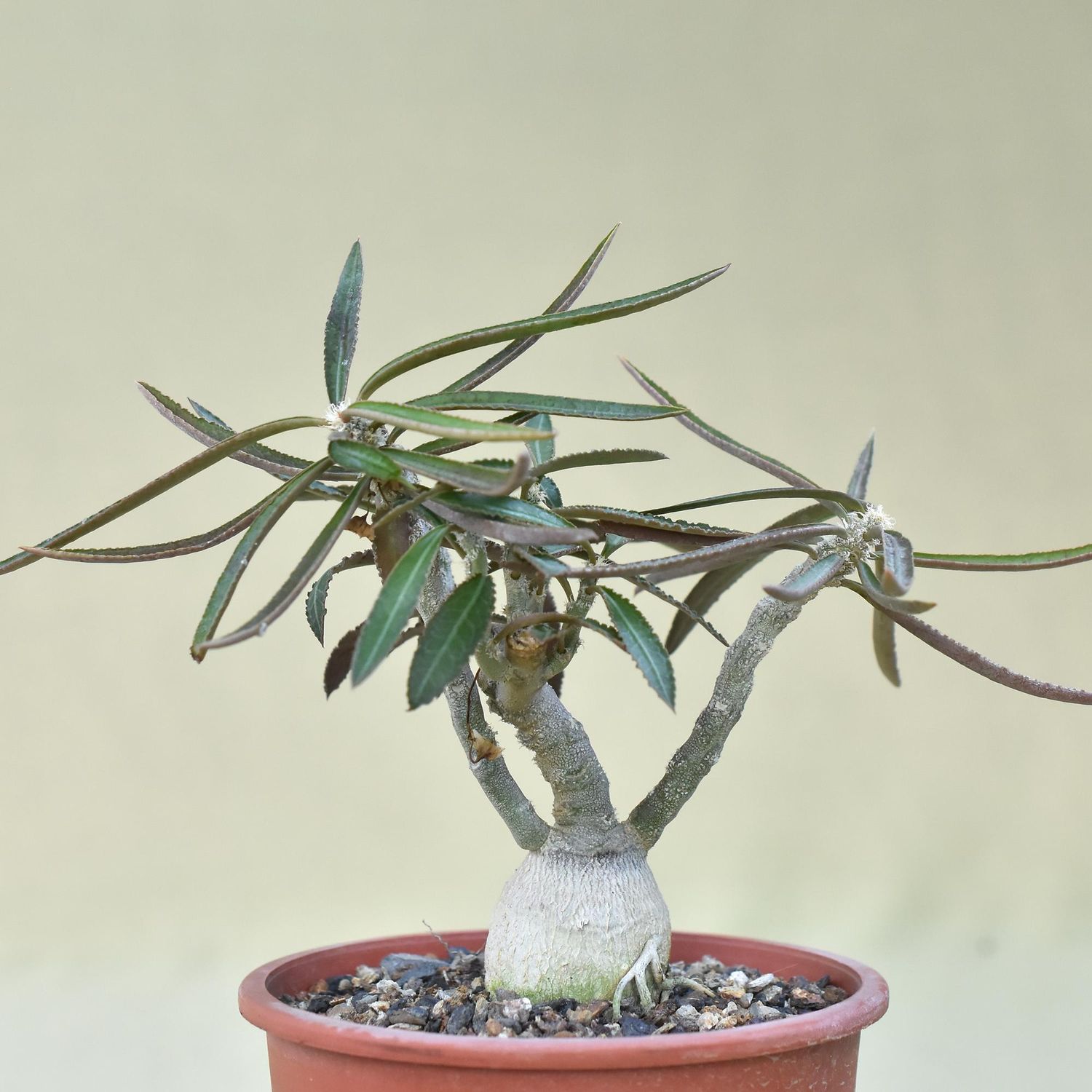 Euphorbia waringiae