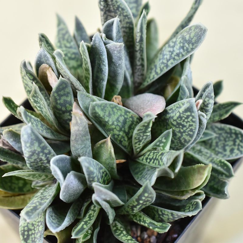 Gasteria Carinata var. Verrucosa