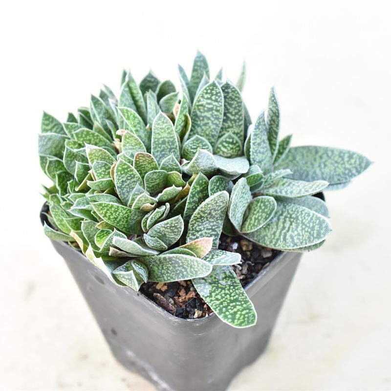 Gasteria Carinata var. Verrucosa