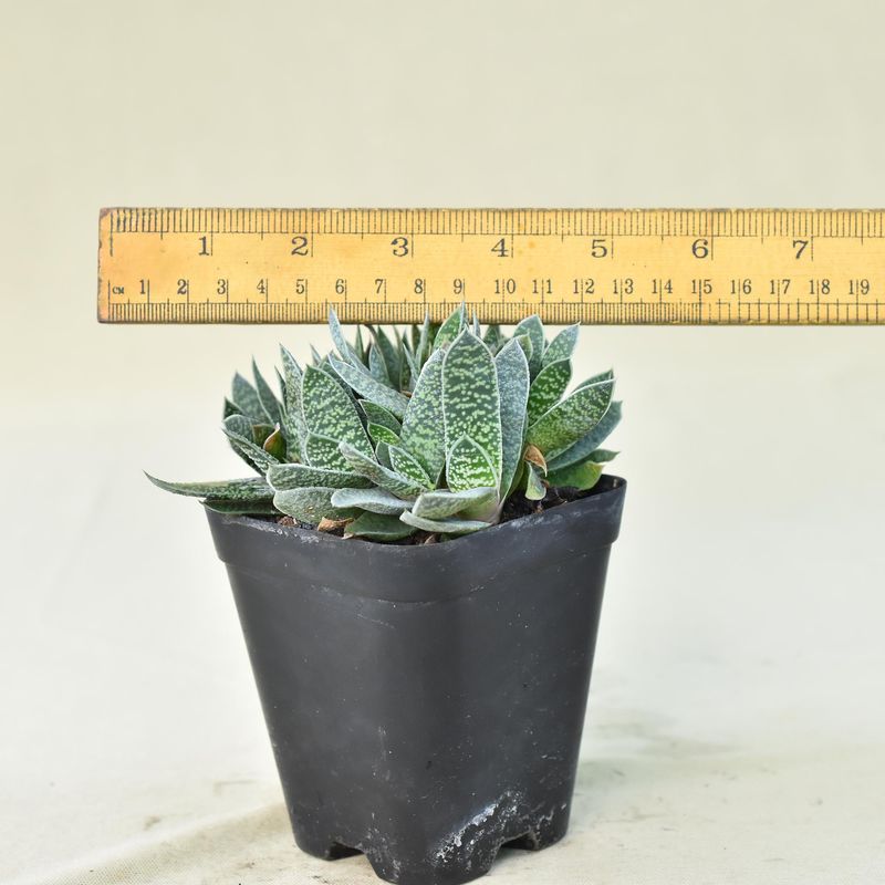 Gasteria Carinata var. Verrucosa