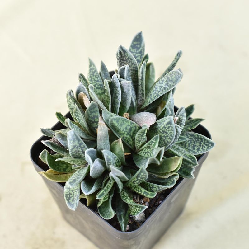 Gasteria Carinata var. Verrucosa