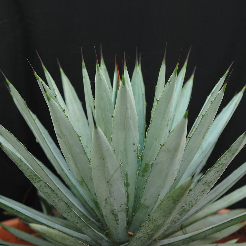 Specimen plant for display purpose only.