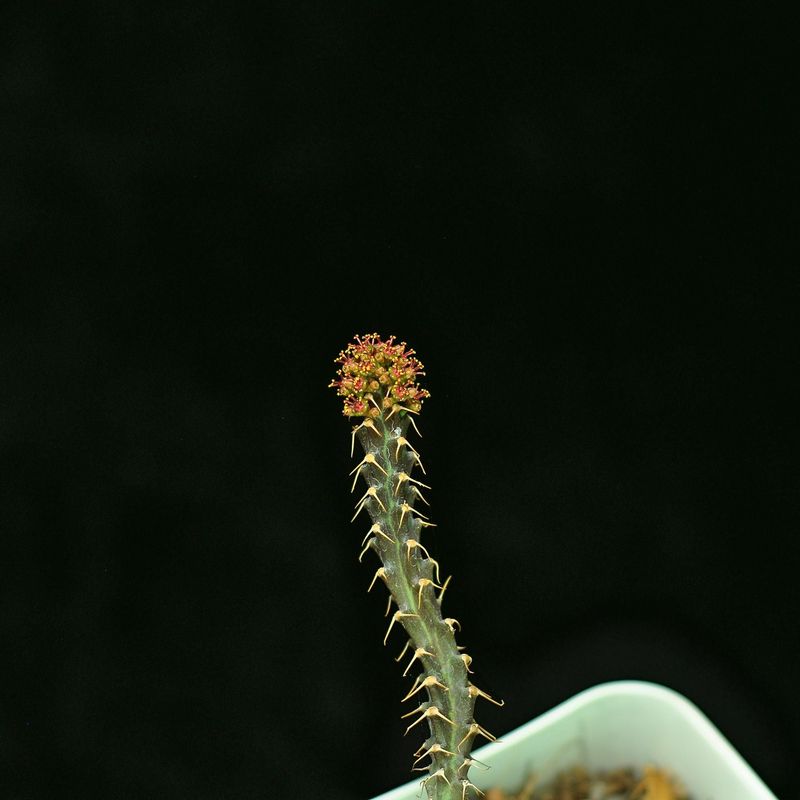 Euphorbia micrantha
