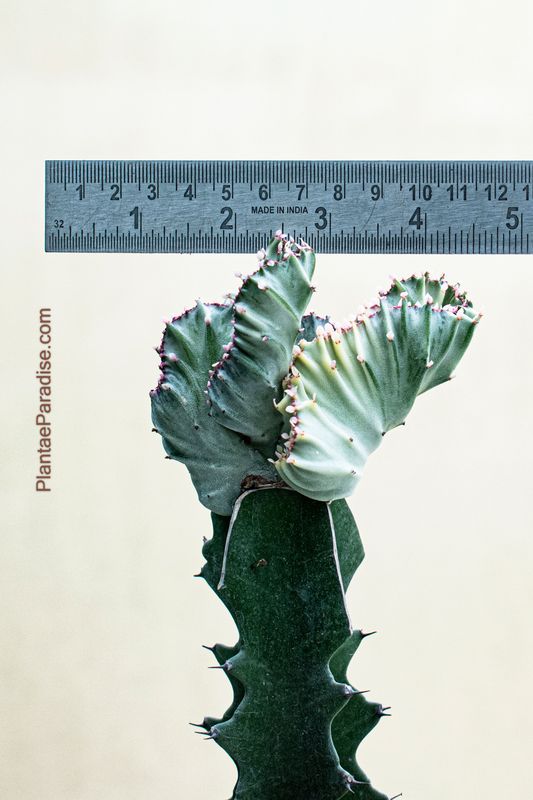 Euphorbia lactea crest Grafted