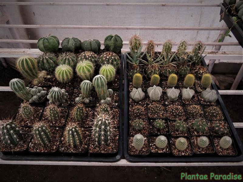 2 TRAY SET WITH 2 SIZED POTS(SQ60 and SQ80)
