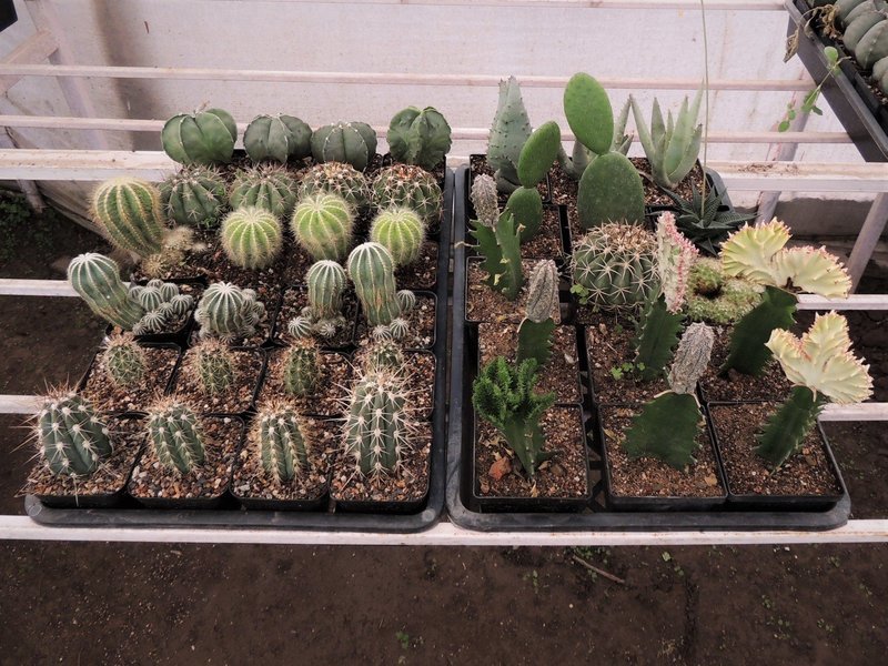 ​2 TRAY SET WITH 2 SIZED POTS(SQ80 and SQ100)