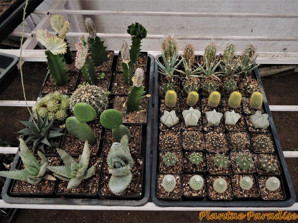 ​2 TRAY SET WITH 2 SIZED POTS (SQ60 and SQ100 T)