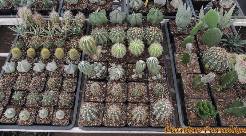 3 TRAY SET WITH 3  SIZED POTS (SQ60, SQ80 and SQ100)
