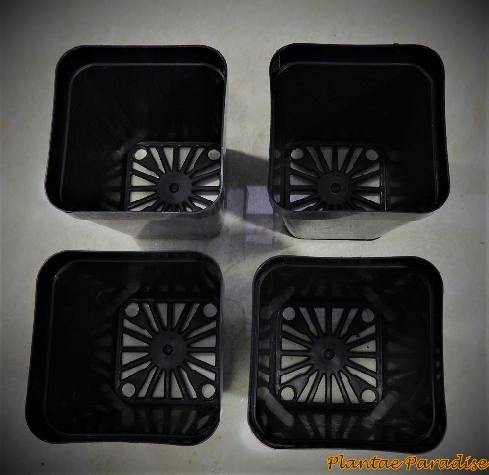 SQ60 POTS (SET OF 60 POTS)