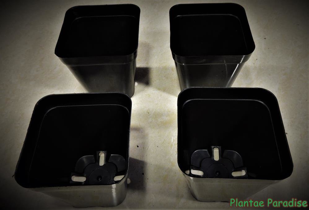 SQ80 POTS (SET OF 30 POTS)