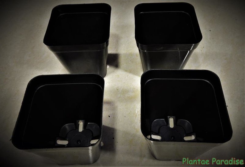 SQ80 POTS (SET OF 20 POTS)