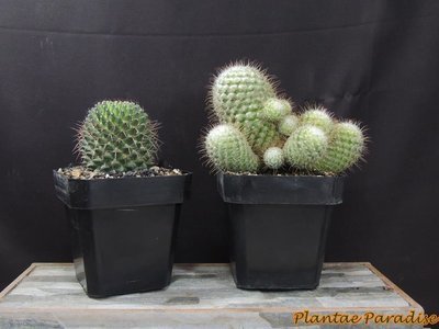 Square Black  Pots SQ130 (SET OF 10 POTS)