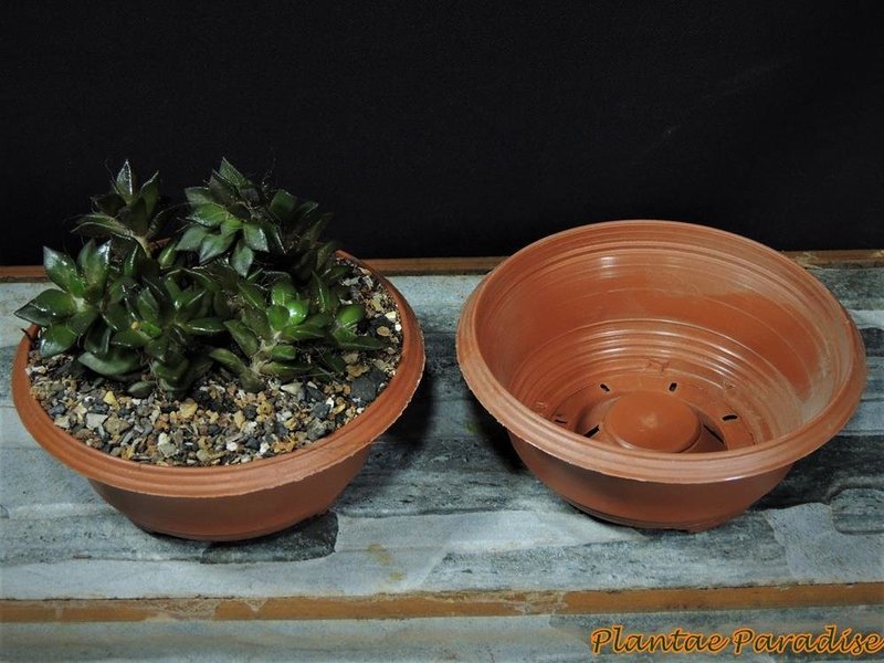 CORFU BOWL  #1 TC (SET OF 30)
