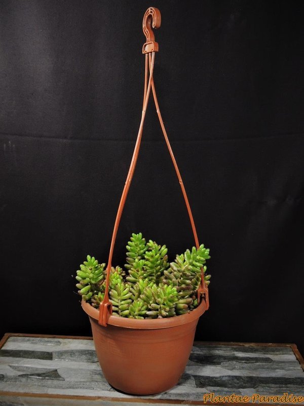 Athena Pot  #1 (210) Terra Cotta With Hanger (SET OF 10)