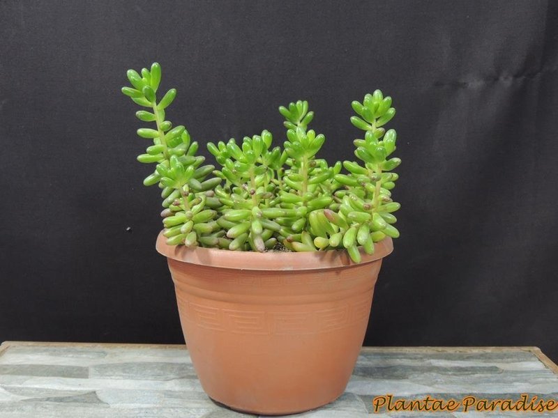 Athena Pot #1 Terracotta  (SET OF 10)