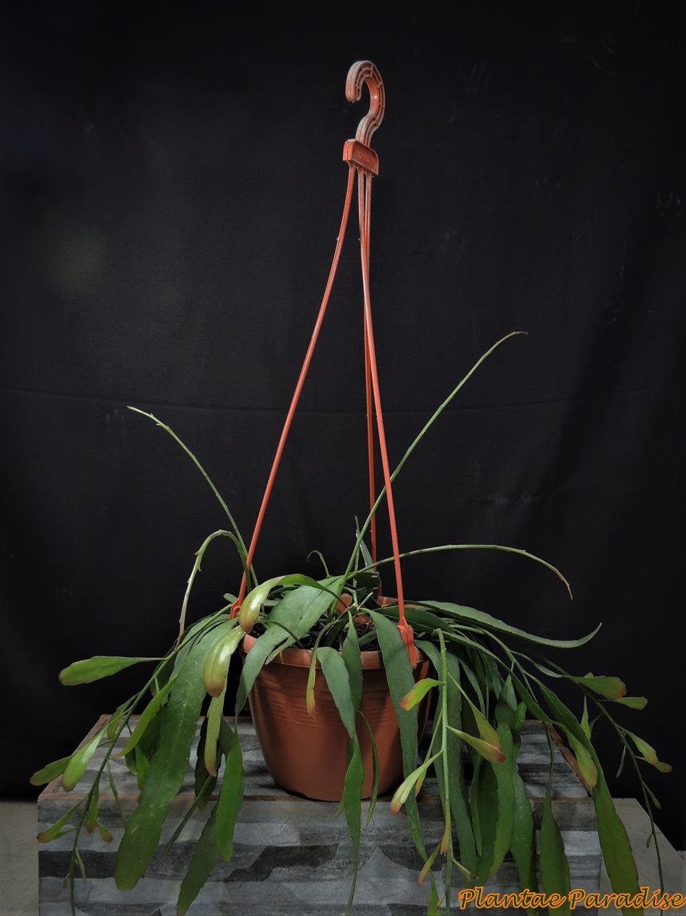 Athena Pot #2 (220) Terracota With  Hangers (SET OF 10)