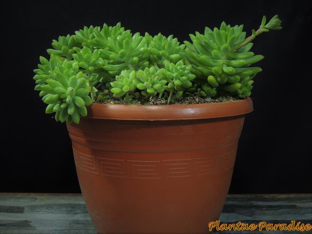 Athena Pot #2 Terracota (Set of 10 Pots)