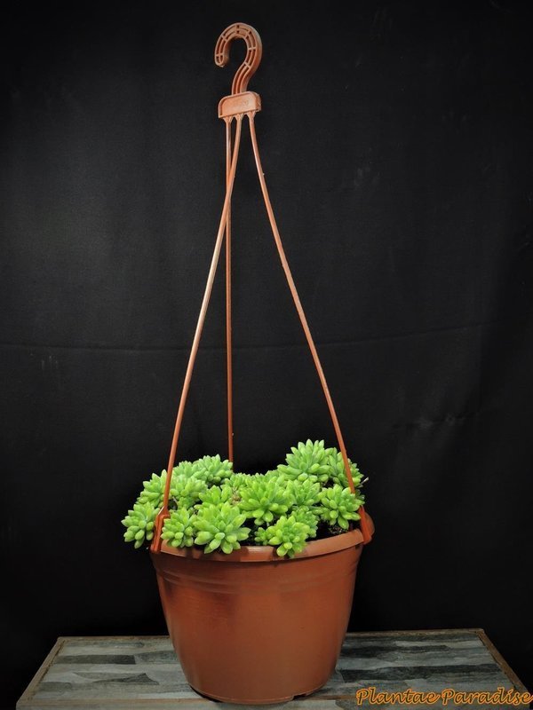 Athena #3 (230) Terracota Pot with Hanger  (SET OF 10 POTS)